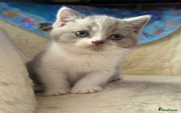 British Shorthair cats for sale: Beautiful , soft teddy bears 🩷🩷💙 - Image 7