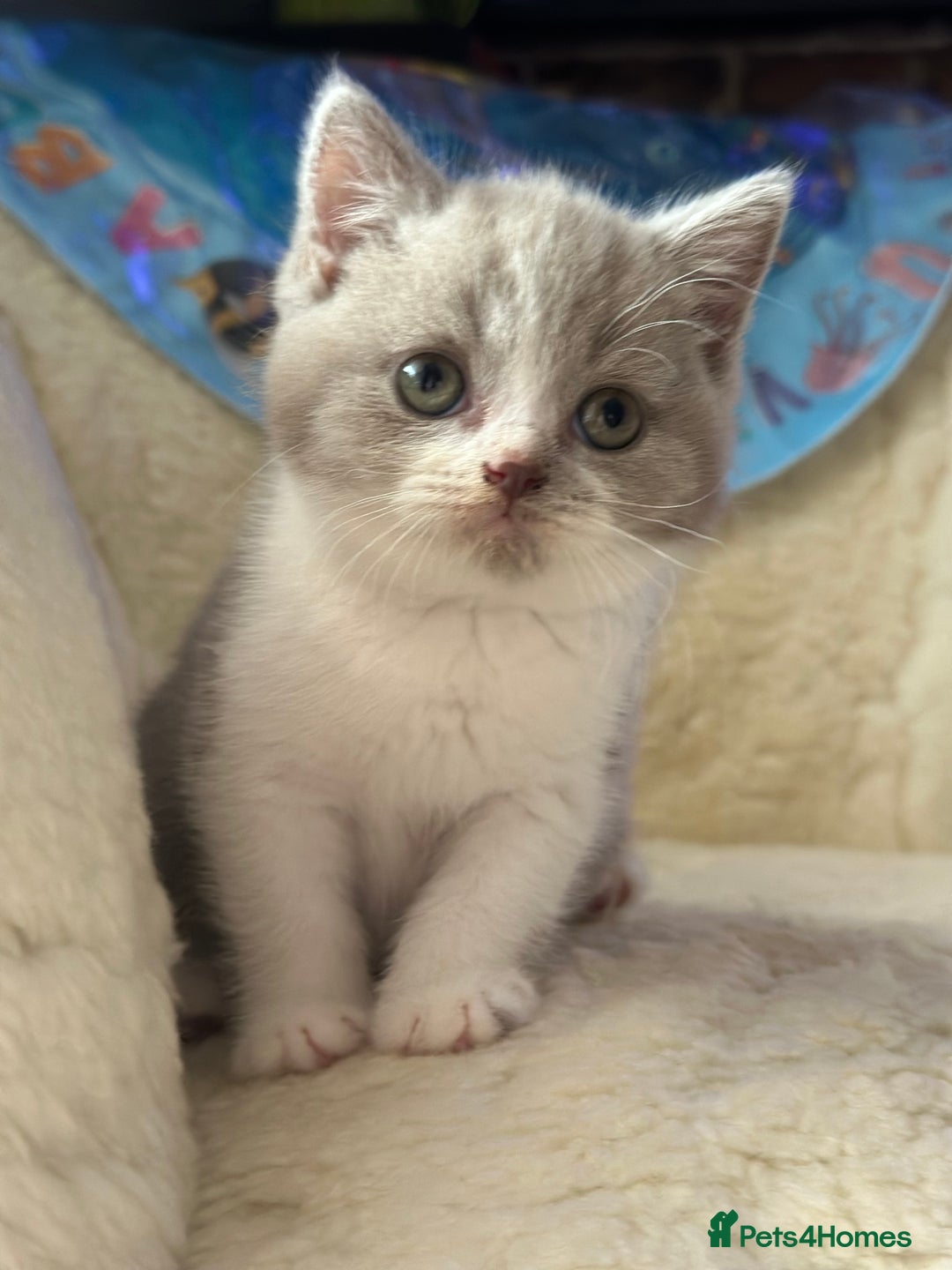 British Shorthair cats for sale: Beautiful , soft teddy bears 🩷🩷💙 - Image 7
