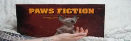 Sphynx cats for sale: Blanket Loving Canadian Sphynx in Manchester - Advert 3