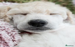 Standard Poodle dogs for sale: It has to be ALL WHITE Standard Poodle Puppies - Image 21