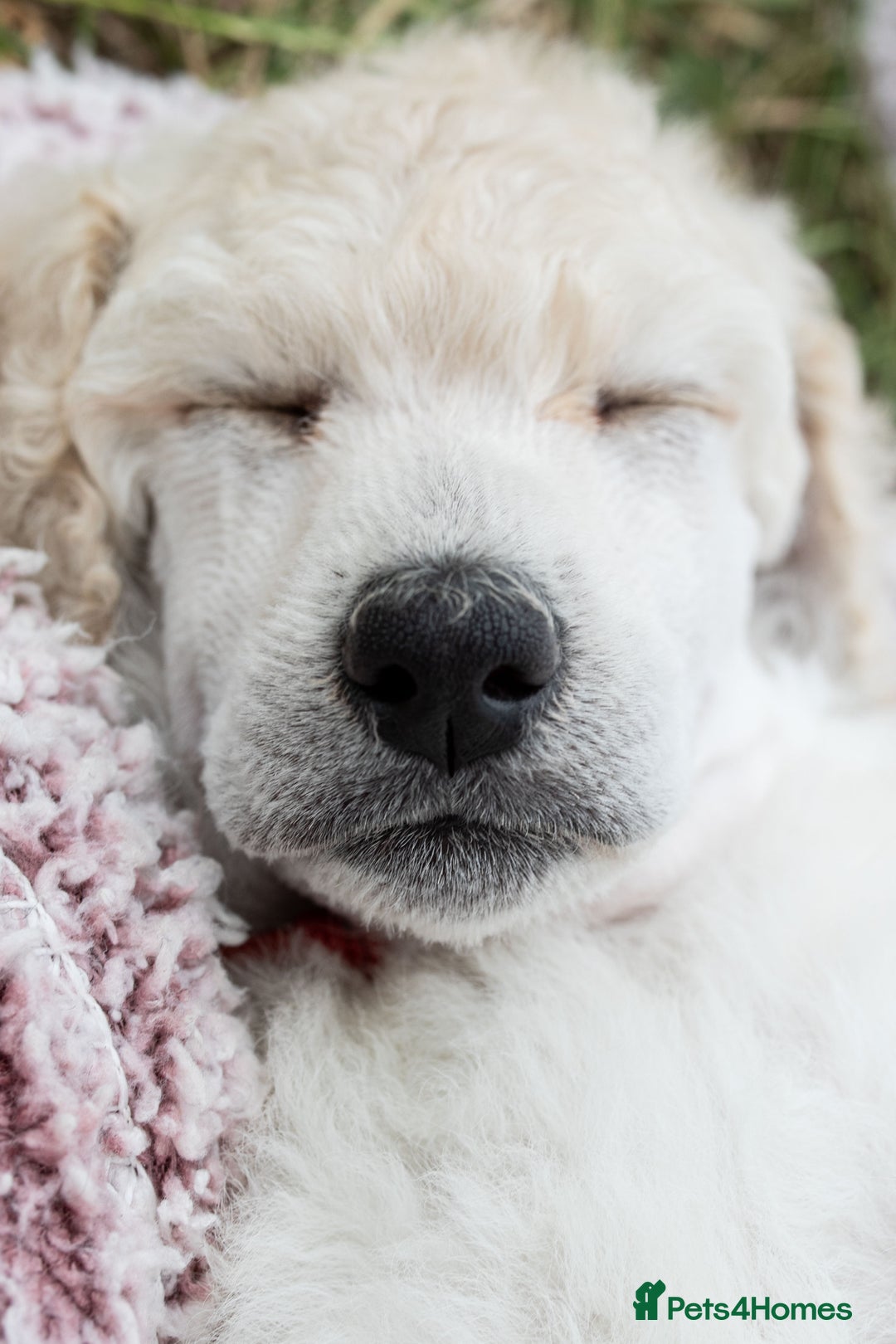 Standard Poodle dogs for sale: It has to be ALL WHITE Standard Poodle Puppies - Image 21