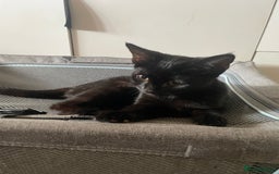 Mixed Breed cats for sale: Two kittens for sale  - Image 4