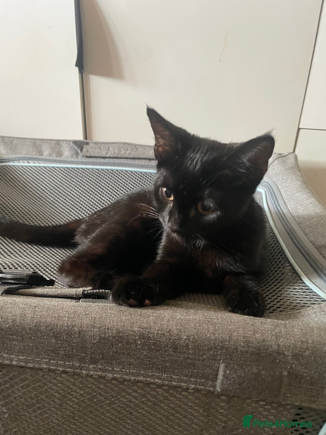 Mixed Breed cats for sale: Two kittens for sale  - Image 4