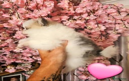 Pomeranian dogs for sale: Waaaaw #SUPERB #POMERANIAN's - Image 8