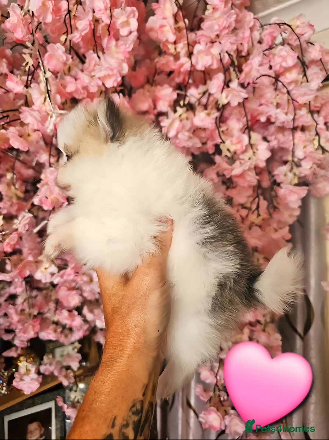 Pomeranian dogs for sale: Waaaaw #SUPERB #POMERANIAN's - Image 8