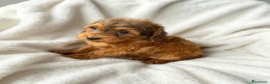 Cockapoo 5