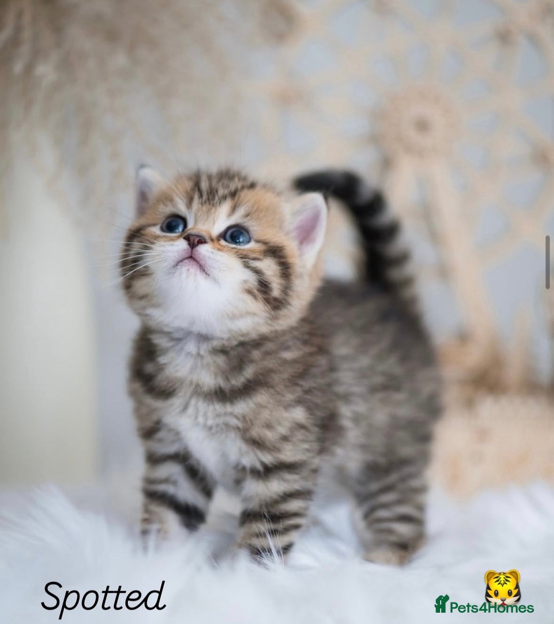 British Shorthair cats for sale: Beautiful golden British shorthair kittens - Image 5