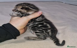 Bengal cats for sale: Pedigree Health Tested TICA Bengal Kittens - Image 5
