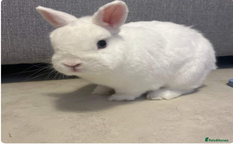 Netherland Dwarf rabbits - Advert 4