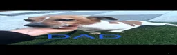 Jack Russell dogs for sale: Miniature jack Russell’s  - Advert 6