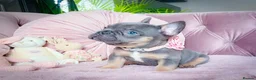 French Bulldog dogs for sale: 💞LILAC&NEW SHADE FLUFFY💞 - Advert 10