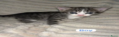 Mixed Breed Kitten 1