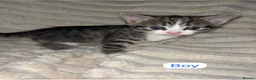 Mixed Breed cats for sale: Mixed breed Siamese kittens 2 boys 3 girls - Advert 4