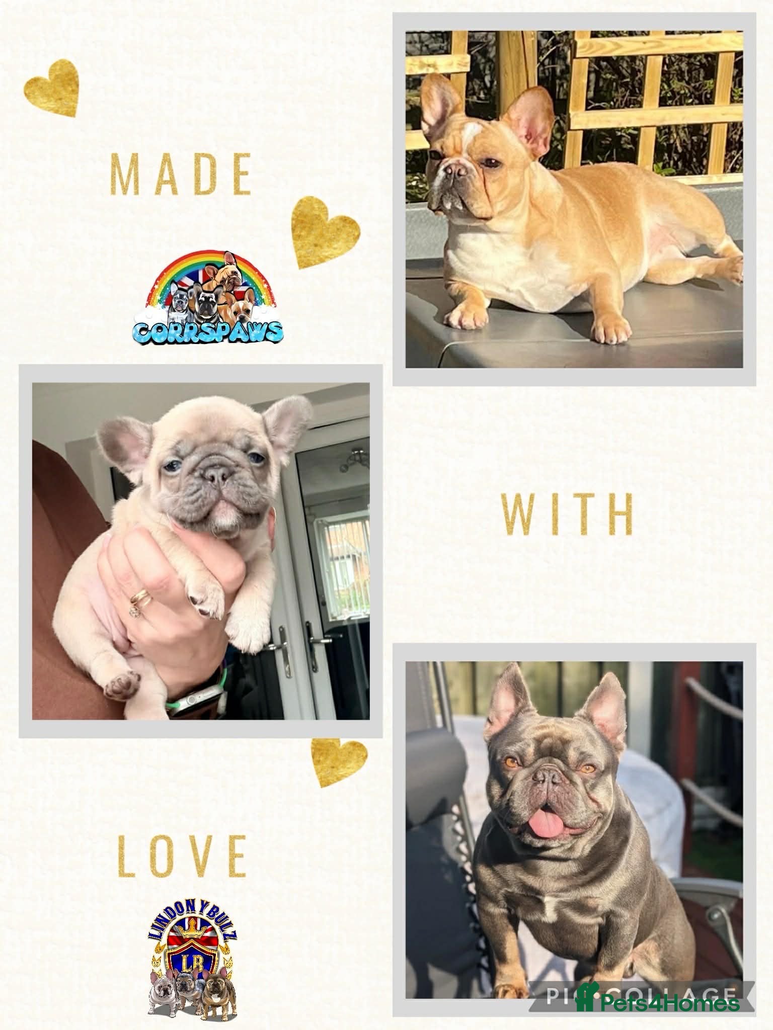 French Bulldog dogs Last Beautiful female French Bulldog available  - Advert 13