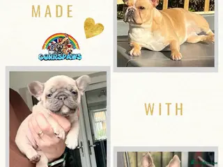 French Bulldog dogs Last Beautiful female French Bulldog available - Advert 9