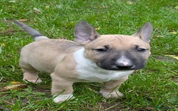 English Bull Terrier dogs for sale: KC REG ENGLISH BULL TERRIER PUPS - Image 15