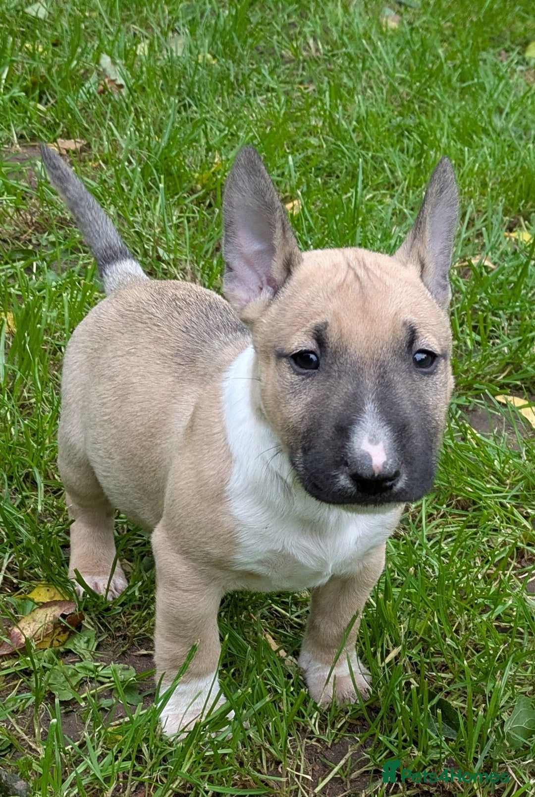 English Bull Terrier dogs for sale: KC REG ENGLISH BULL TERRIER PUPS - Image 15