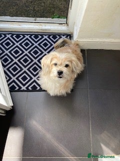Mixed Breed dogs for adoption: Pip needs a loving home  - Advert 7