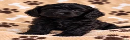 Cockapoo dogs for sale: Cockapoo in Burnley - Advert 4