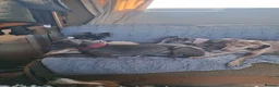 Italian Greyhound dogs for sale: 3/4 Italian greyhound 1/4 whippet - Advert 3