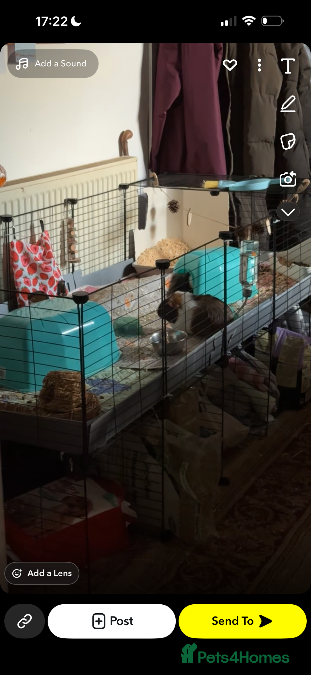 Guinea Pig rodents for sale: 2 lovely bonded girls  - Advert 7