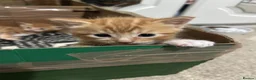 Domestic Shorthair cats for sale: Two stunning ginger kittens for sale.  in Basingstoke - Advert 8