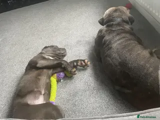 Cane Corso dogs 6 month old female cane corso - Advert 9