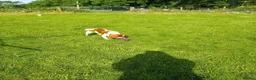 Mixed Breed dogs for sale: King charles spaniel  - Advert 3