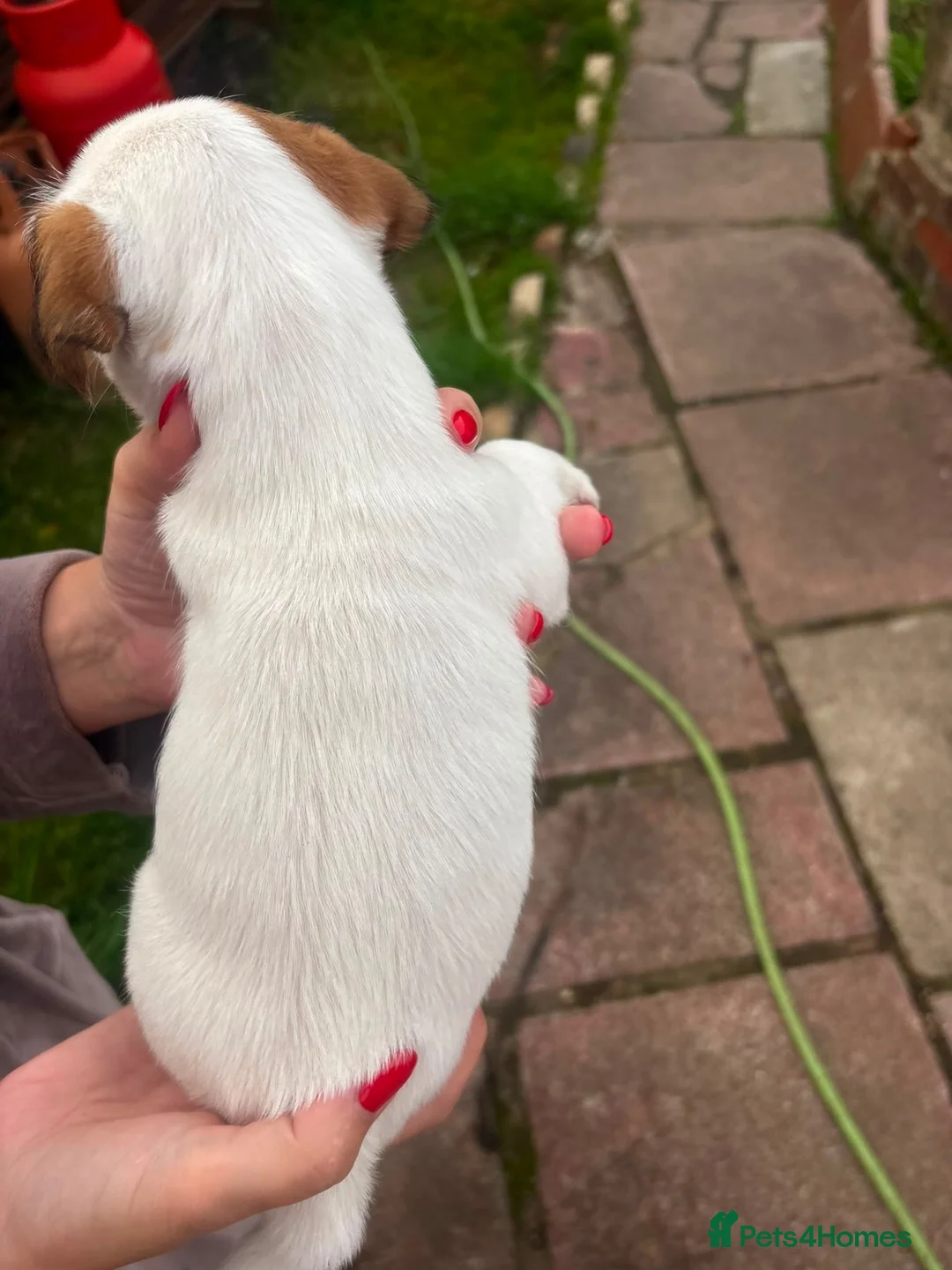 Jack Russell dogs for sale: 3 female Jack Russell puppies ready to go - Advert 2