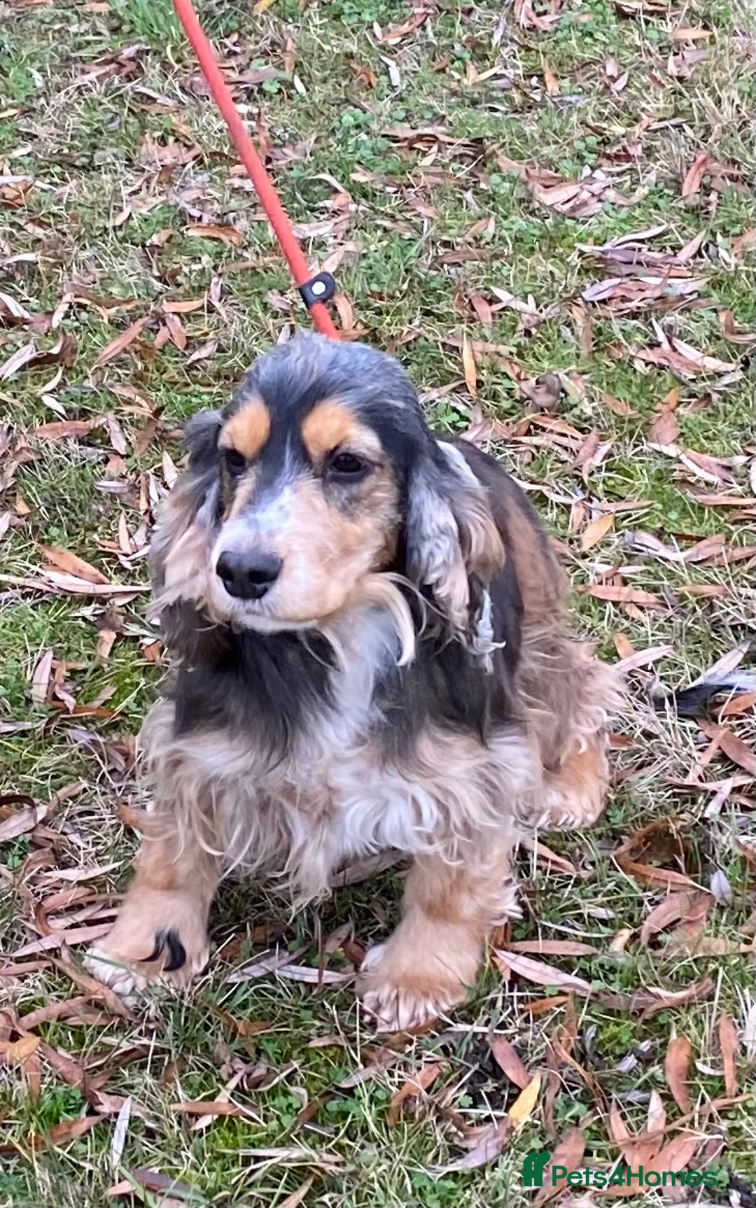 Cocker Spaniel dogs for sale: Adorable show cocker adult girls  - Advert 15