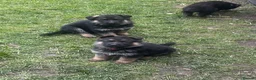 German Shepherd dogs for sale: Kc registered German shepherd puppies  - Advert 15