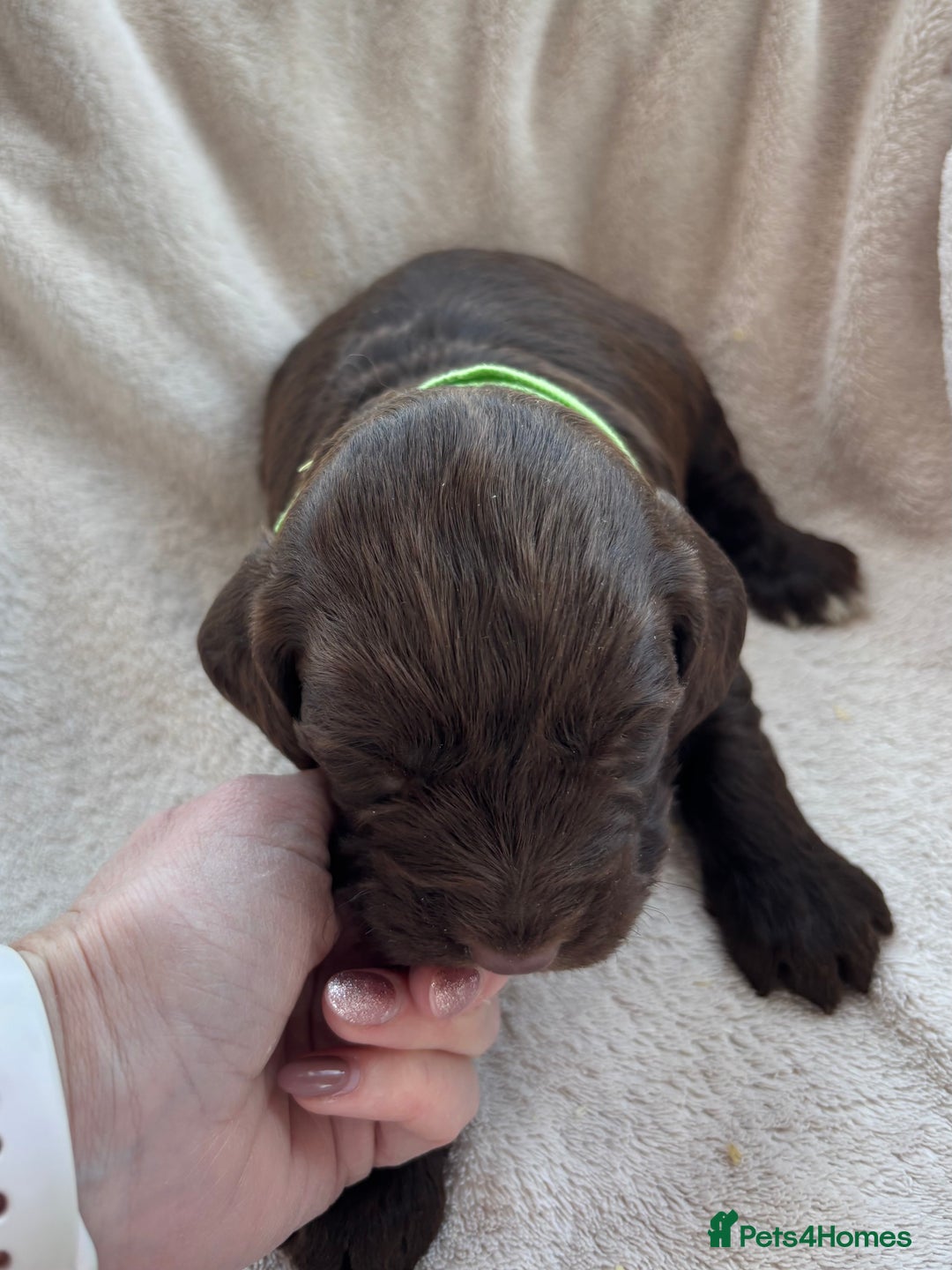 Cockapoo dogs for sale: Stunning F1 Cockapoo Puppies KC Parents  - Advert 9