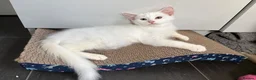 Mixed Breed cats for sale: Brother and sister - possible Turkish Angora.  in Boston - Advert 7