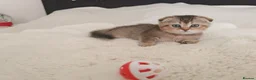 Scottish Fold cats for sale: Beautiful scottish kittens  - Advert 7