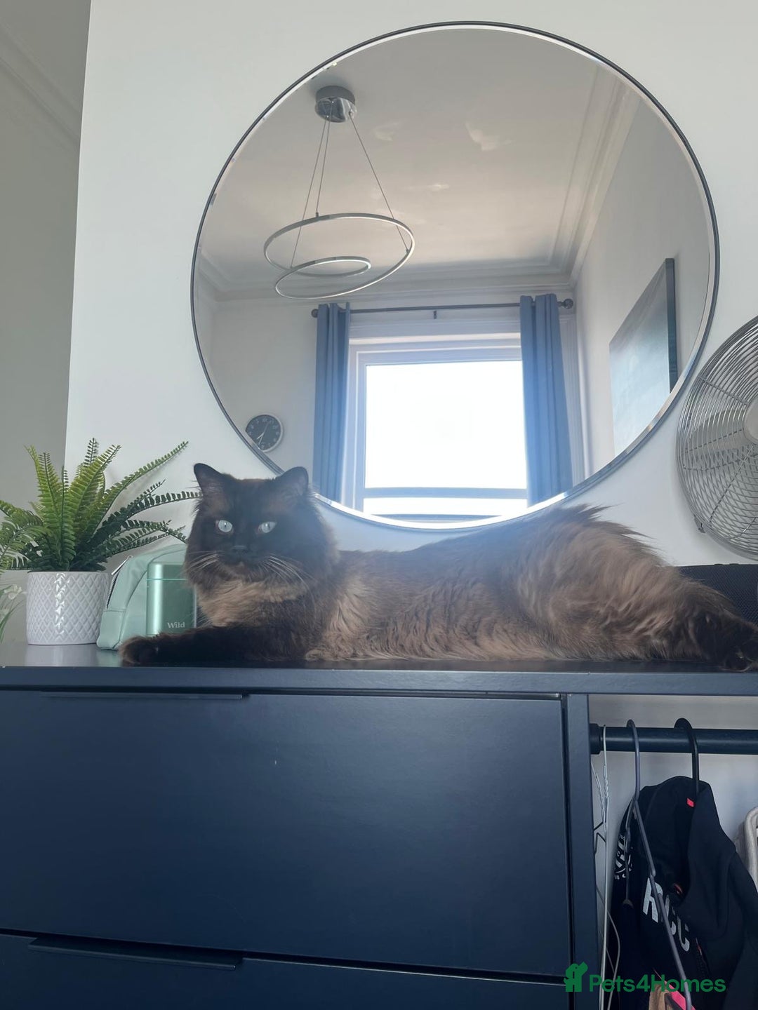 Ragdoll cats for sale: Cute ragdoll kitten - last girl left - Advert 13