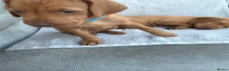 Hungarian Vizsla dogs for sale: 🐾 10 Beautiful Hungarian Vizsla Puppies 🐾 - Advert 4