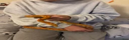 Corn Snake reptiles for sale: Friendly corn snake in Rye - Advert 9
