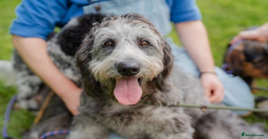 Goldendoodle dogs - Advert 12