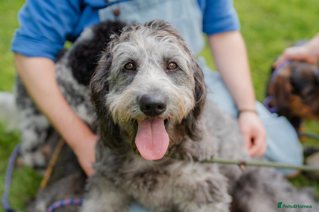 Goldendoodle dogs for sale: 2 year old Standard F1 Goldendoodle  - Image 2