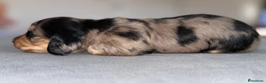 Miniature Dachshund Puppy 4