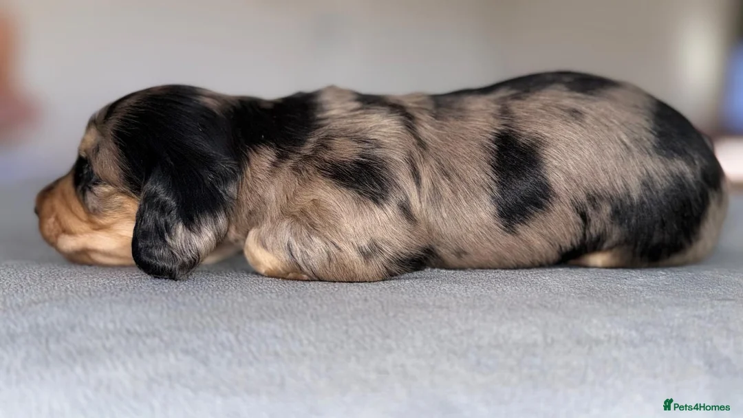 Miniature Dachshund dogs for sale: Miniature dachshund pups - Advert 2