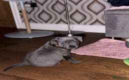 Staffordshire Bull Terrier dogs for sale: REDUCED * Kc registered Staffordshire blue terrier - Image 30