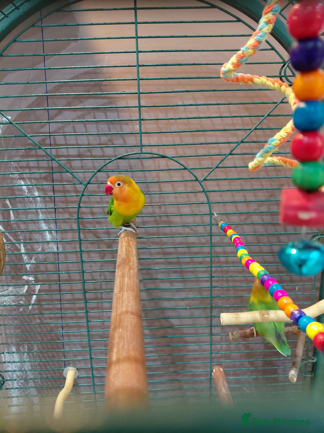 Lovebirds birds for sale: Lovebirds  in Ilford - Advert 2