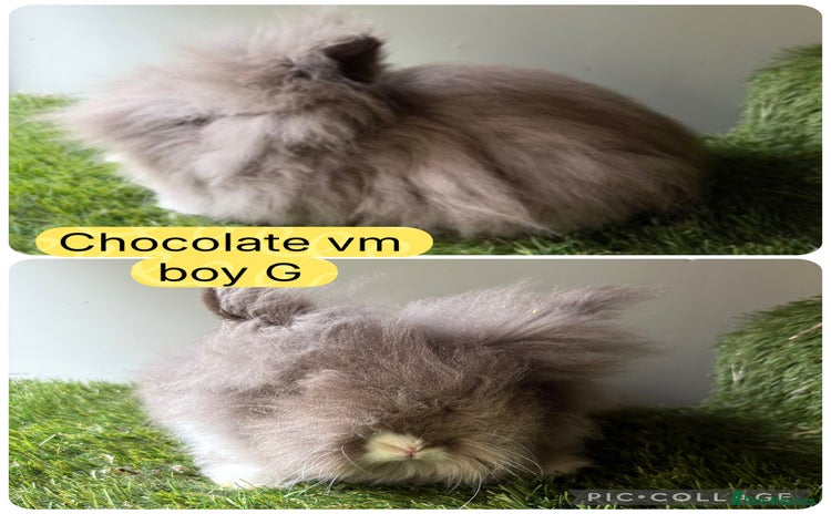 Lionhead rabbits - Advert 17