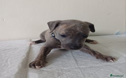 Whippet dogs for sale:  WHIPPET BABY'S (not kc reg) - Image 13