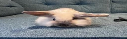 Mini Lion Lop rabbits for sale: £25 Mini lop lion mane long haired - Advert 8