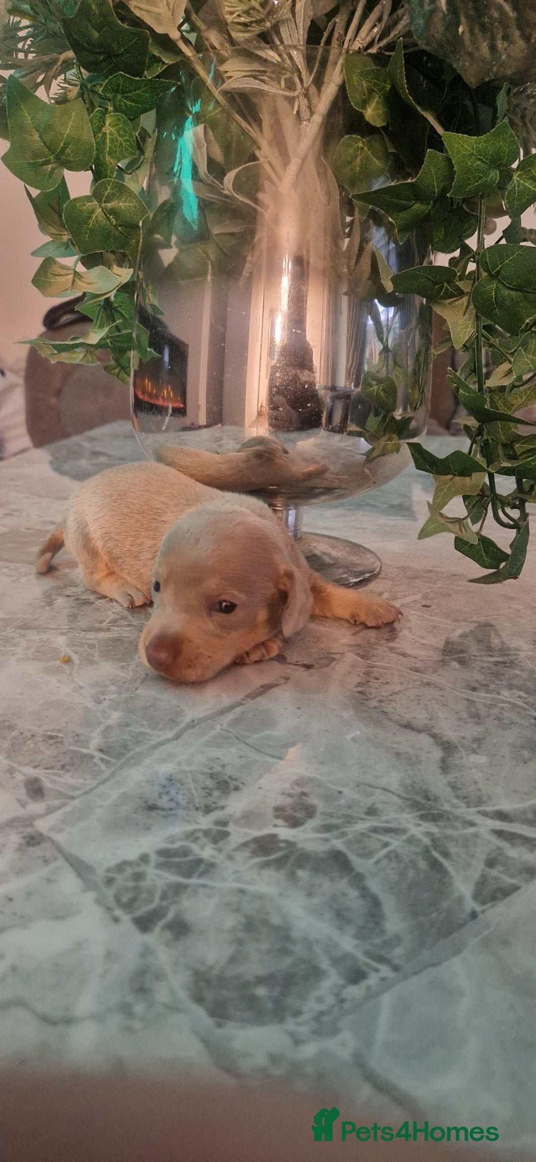 Dachshund dogs for sale: Dachshund puppies  - Advert 2