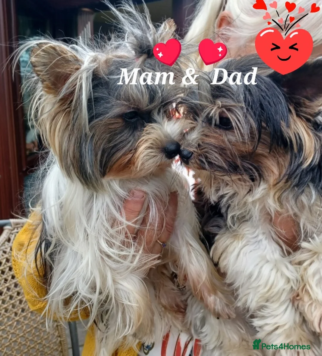 Yorkshire Terrier dogs for stud: Purebred BiewerTerrier/ColourfulYorkie Proven Stud in Merthyr Tydfil - Advert 35