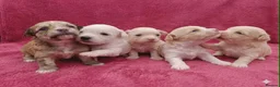 Maltipoo dogs for sale: Maltipoo Puppies READY TO BE VIEWED  - Advert 20
