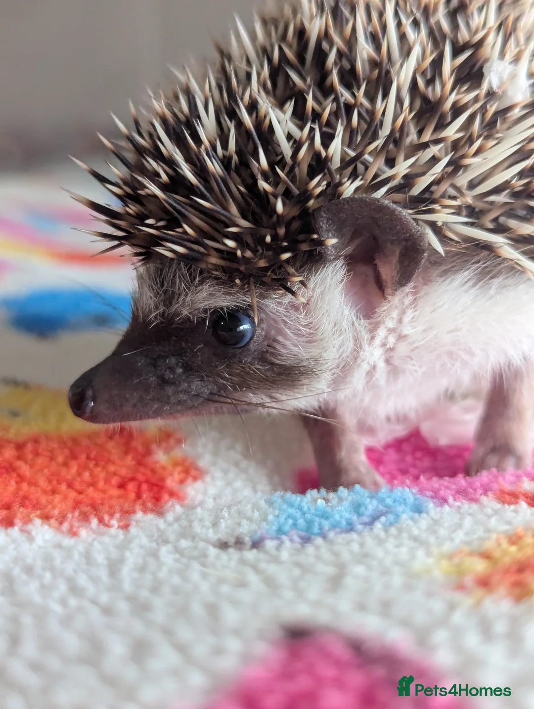Pygmy Hedgehog rodents for sale: Beautiful Baby Hoglets Ready Now/Reserve - Advert 16